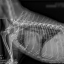 상록동물병원 이미지