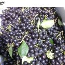 명전계곡 이미지