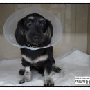 미드미동물의료센터 이미지