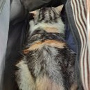 필종합동물병원 이미지