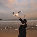 부산갈매기 - 강서구 명지오션시티4로 75 | 부산갈매기