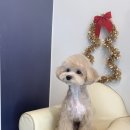 애견샵 컬리독 이미지