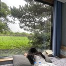 플랜비 민박 | 제주 서쪽 숙소 플랜비게스트하우스 4만원대 가성비와 숲뷰를 둘다 잡은 솔직후기