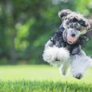 애견시선 이미지