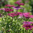 꽃집아가씨 이미지