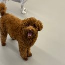 꿈꾸는개 이미지