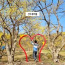 도립리 육괴정 | 경기도 이천 산수유마을 4월 가볼만한곳 산수유축제 3월 꽃구경 볼거리 실시간
