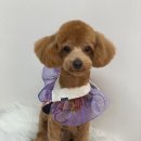 포그나개 이미지