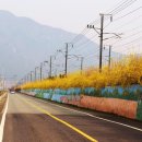 개나리길 이미지