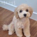 서촌도그살롱 이미지