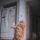 고양이날다 이미지