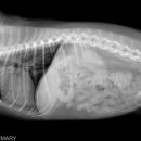 가양동물의료센터 이미지