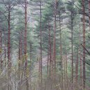 바다엔소나무 이미지