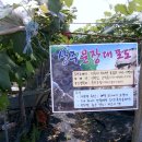 향촌농장 이미지