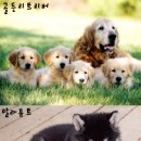 멍멍이 이미지