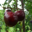 서림바이오 이미지