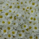 영일당구장 이미지