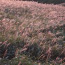 신불재비박(10/6~10/7) 신불산억새축제 이미지