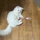 신림종합동물병원 이미지