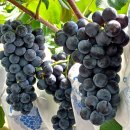 화령농장 이미지