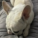 진현우동물병원 이미지