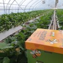 수정벌마야 이미지