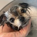 (주)하울팟케어클럽 이미지