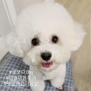 꽃보다 Dog 이미지