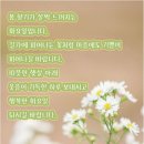 화요일 Daum카페