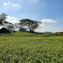 와흘메밀마을 이미지