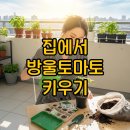 흙의 살들(시비) | 방울토마토 키우기: 집에서 물주기와 키트 활용