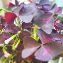 한남요양병원 | 내 생의 가장 아름다운 완성(최신한 외 8인 공저) , 9인 교수의 웰에이징 &amp; 나이듦의 미학