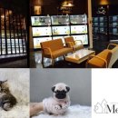 진주강아지분양 고양이분양 미유펫 이미지