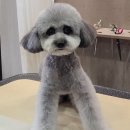 우한수 애견미용실 이미지