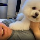 강아지 대통령 이미지