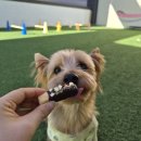 도기야드 이미지