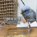 나음동물병원 | 버드플라잉 나음동물병원 나승원 원장님 세미나 앵무새식단편 후기