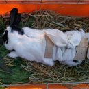 몽마르뜨 동물병원 이미지