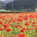 하동 가볼만한곳 하동 북천 양귀비 축제 이미지