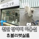 펫살롱 | 천안 삼룡동 강아지 미용실 츄블리펫살롱, 곰돌이컷 내돈내산 솔직 후기
