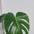 늘봄꽃화원 이미지