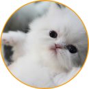 아담스펫 강아지분양 고양이분양 일산점 이미지