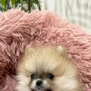 자연속의 펫 이미지