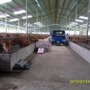 순천한우 농장 이미지