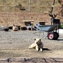 통나무촌 막국수 이미지