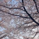 상월대명보건진료소 | [대구벚꽃명소]대구달창지;) 대구근교벚꽃 2탄