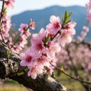 도화동산 | [차 이야기] 복사꽃 - 피부와 혈액순환에 좋은 도화차의 효능