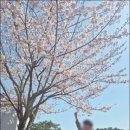 벚나무공원 화장실 이미지
