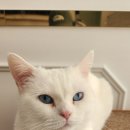 랙돌카페냐옹 이미지