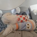 딩동댕 애견 카페 이미지